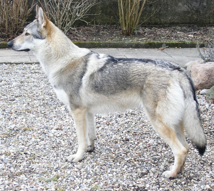 Wolf-Dog Hybrid