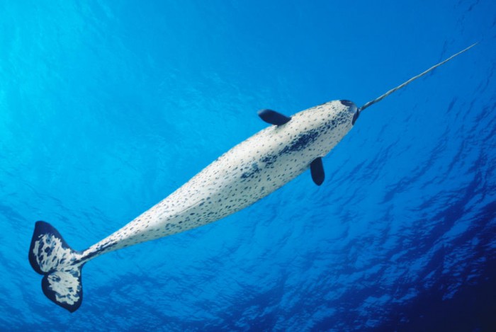 male-narwhal-dave-fleetham