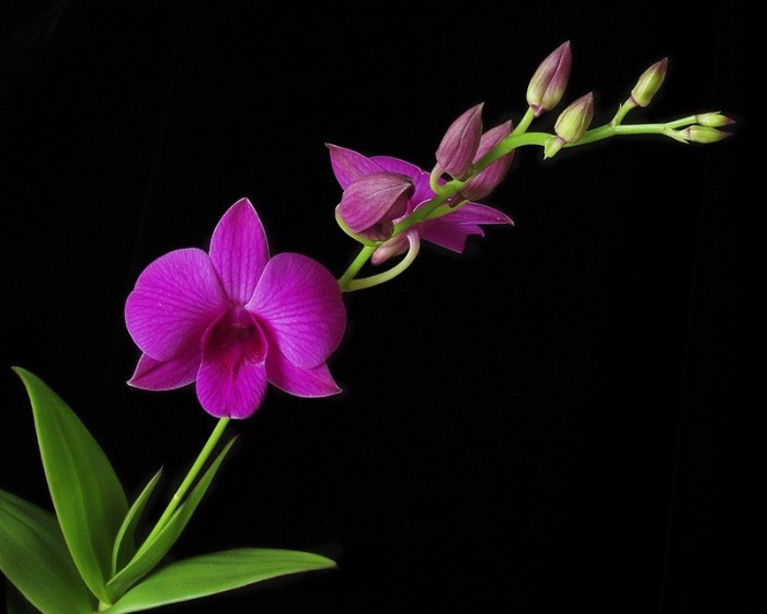 orchid-lavender-pretty-flower