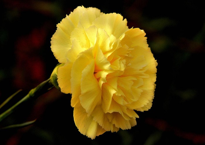 1-yellow-carnation-flower-johnson-moya