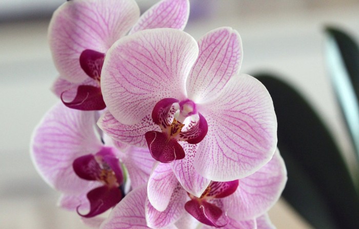 1308994187_the_orchid_by_derek150-d3il93b