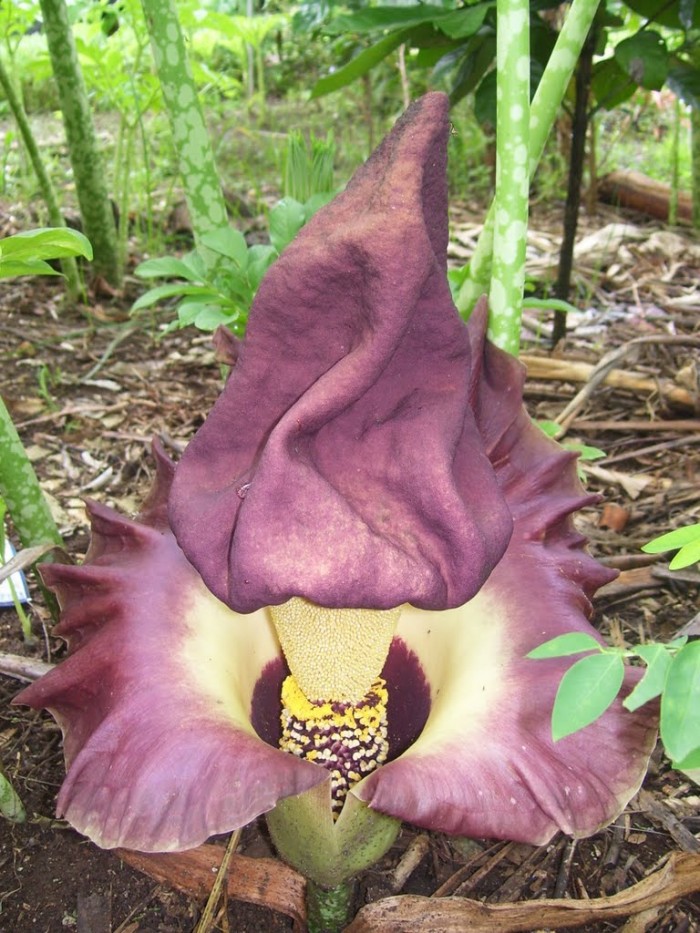 Top 10 Strangest and Most Amazing Flowers in The World | TopTeny.com