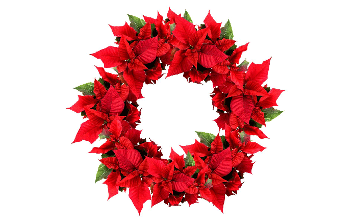 Top 10 most suitable flowers for the Christmas