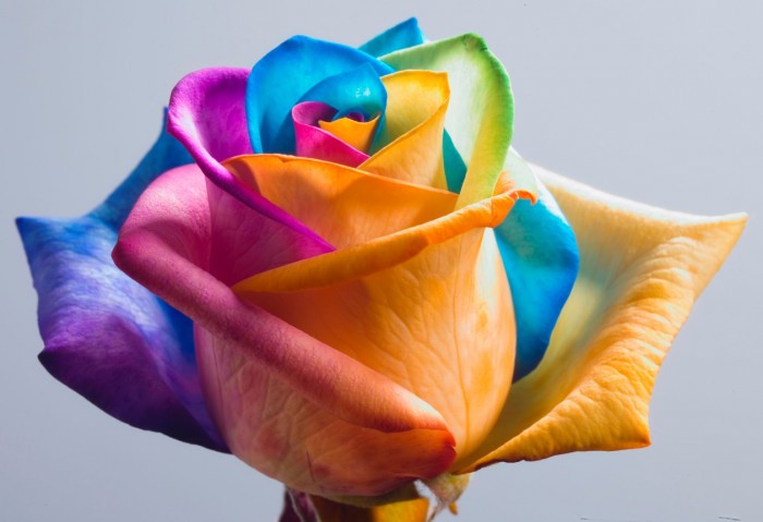 Beautiful-Rainbow-Rose-Flower-