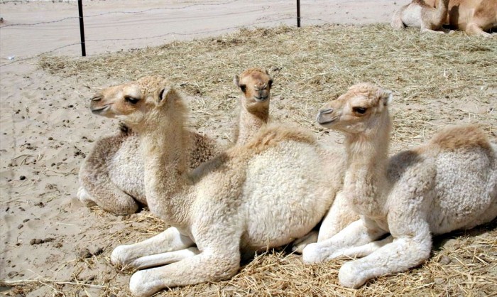 Camels_in_Dubai_2
