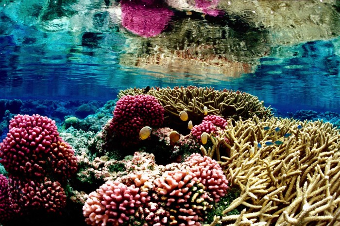 Great-Barrier-Reef-Beautiful-Coral-Australia