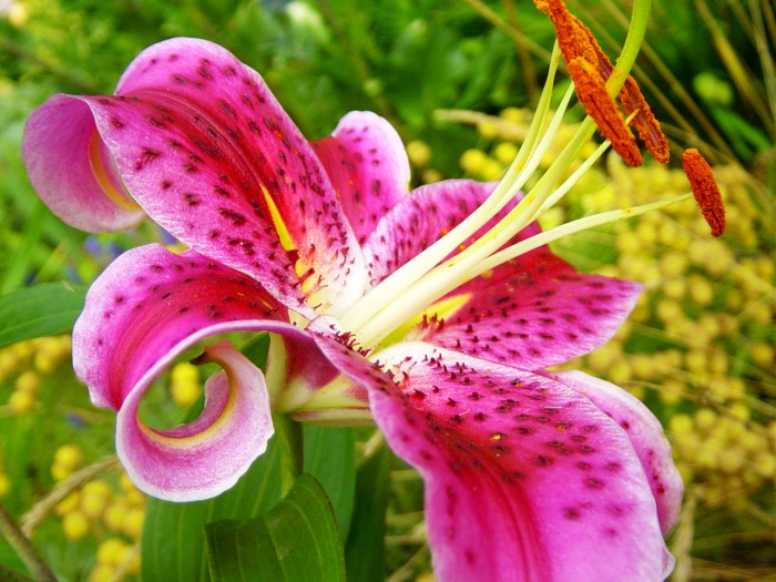 Lily-Flower-Meaning-in-Christian-Buddhism-Hinduism