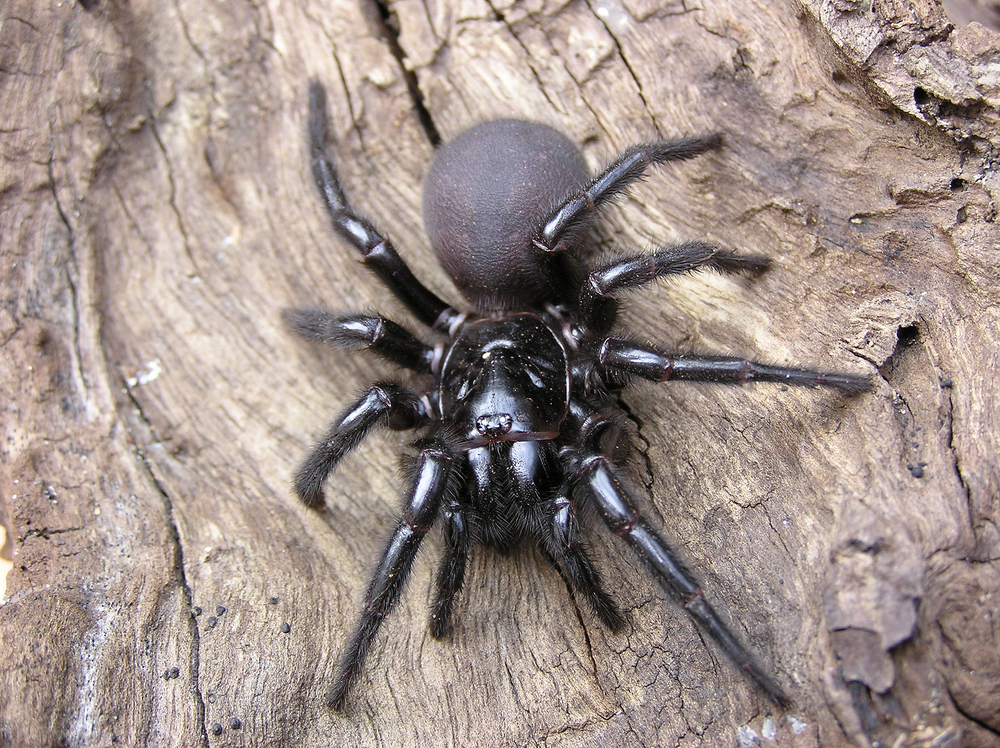 Northern Funnel Web Spider