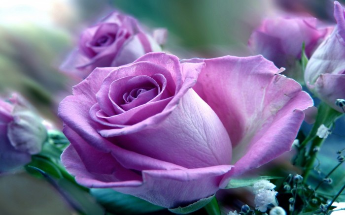 Purple-Rose-Flower