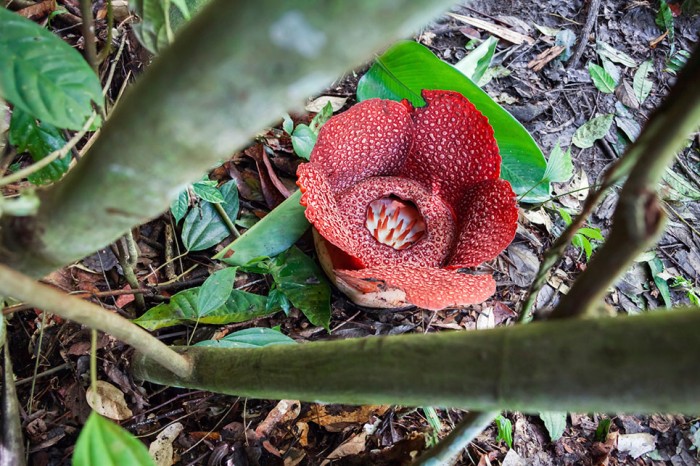 Rafflesia Arnoldii