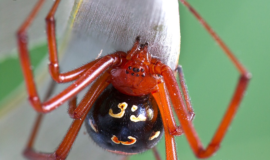 Red-Legged Widow Spider