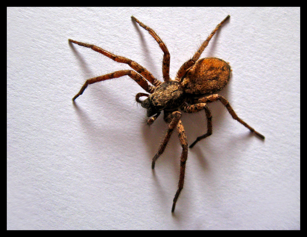 The Chilean recluse spider