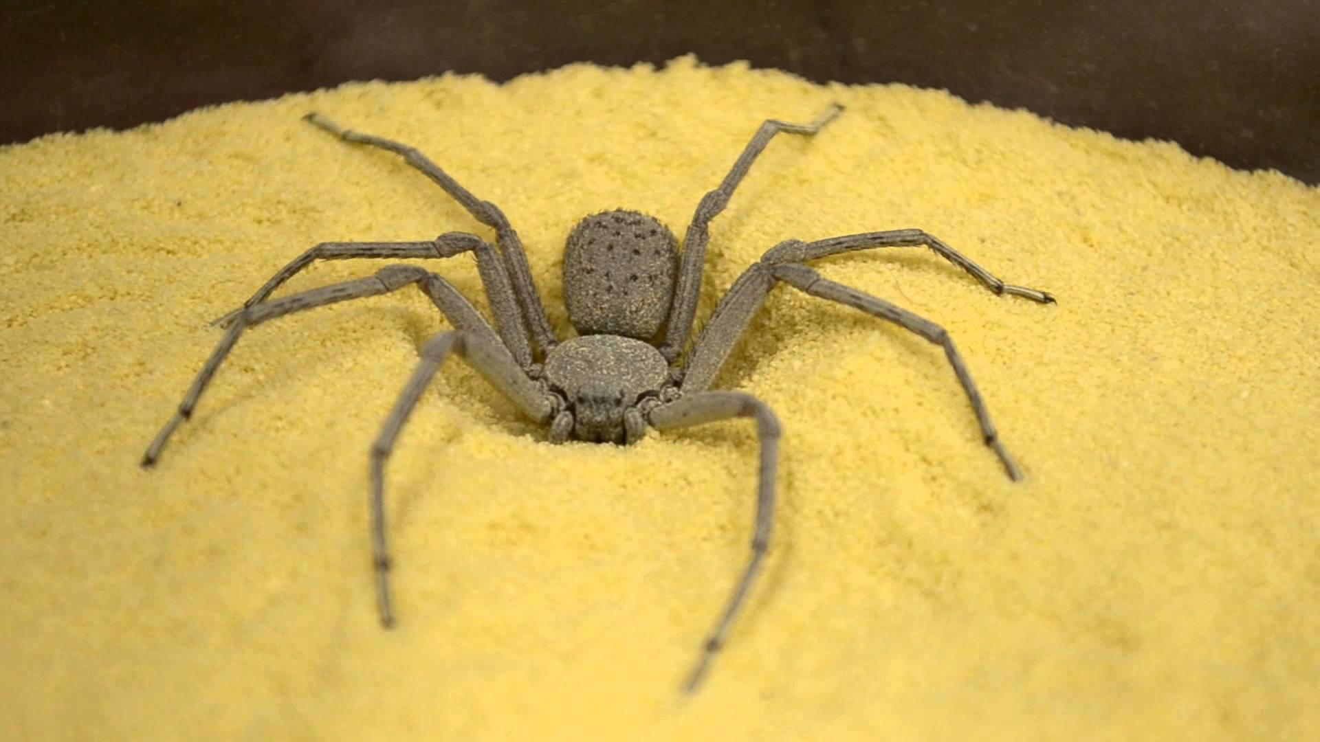 The Six-Eyed Sand Spider
