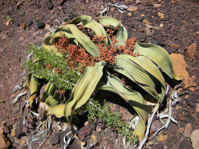 Welwitschia_Mirabilis,_Männliche_Blüte_Namibwüste,_Namibia_02