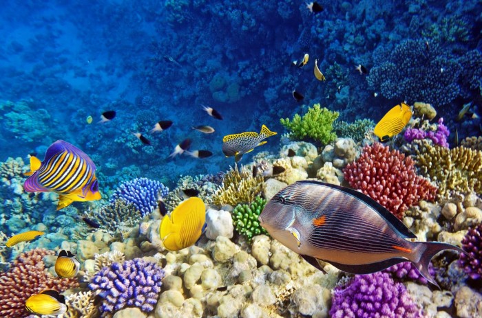amazing-coral-reefs-13
