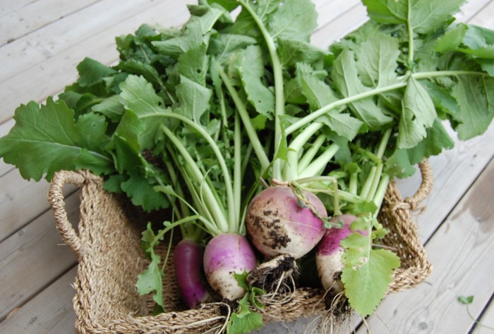 basket-of-turnips