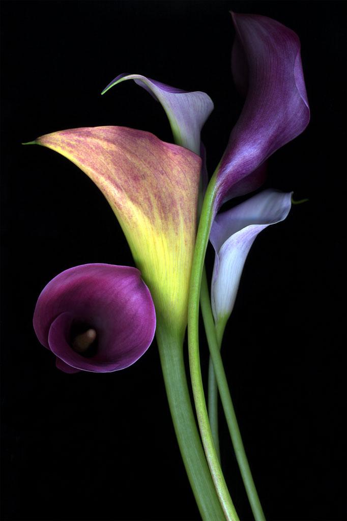 calla-lilies-flowers