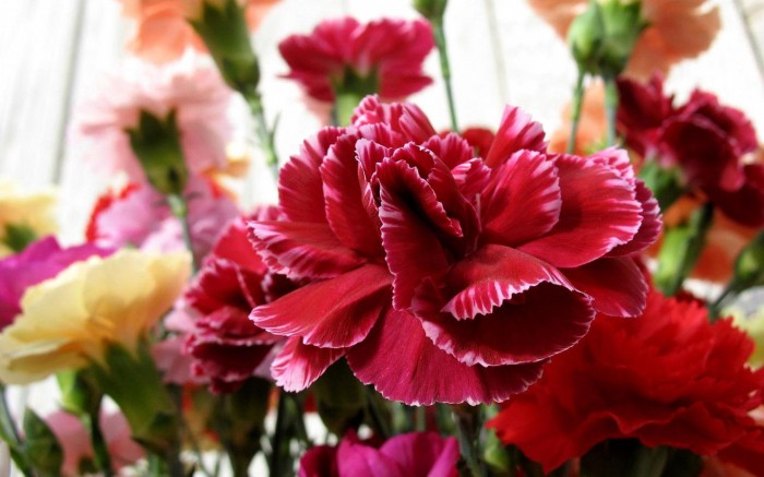 carnations-flower-542-21