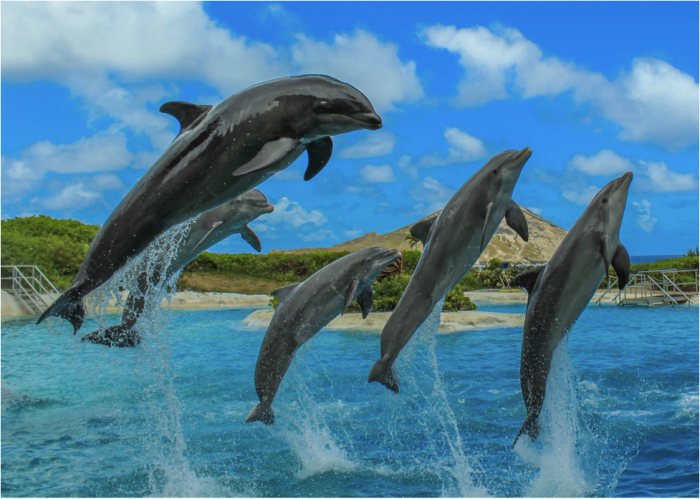 dolphin-and-wholphin-jumping-together