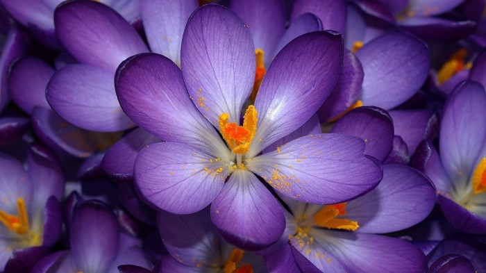lilac-flower-HD-background-wallpaper