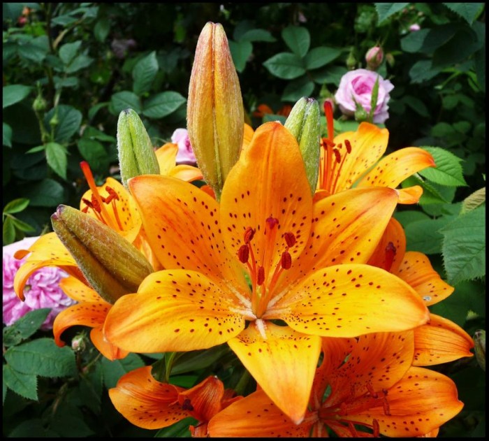 lily flower. (3)