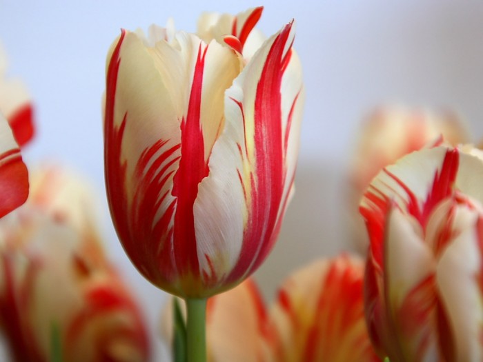 red-striped-tulip-hd-wallpapers-cool-desktop-background-images-widescreen