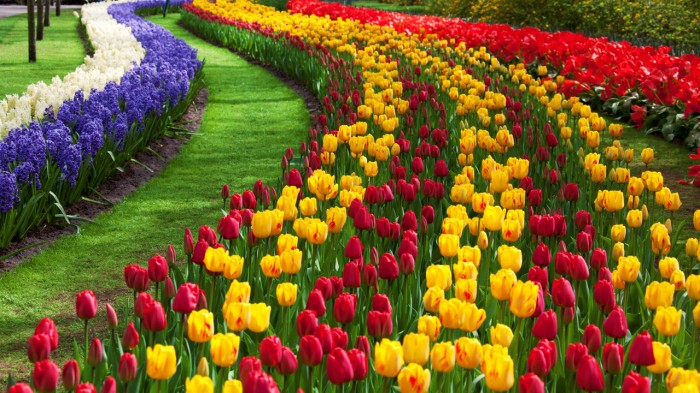 tulip-flower-garden