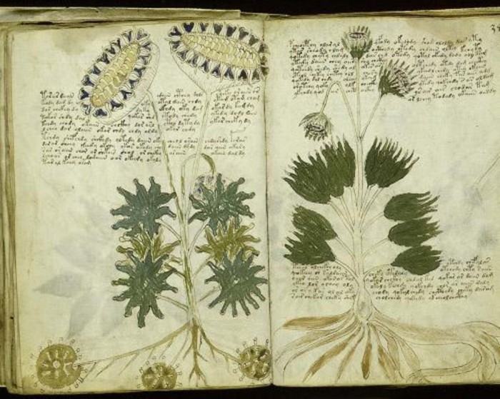 voynich-botanical