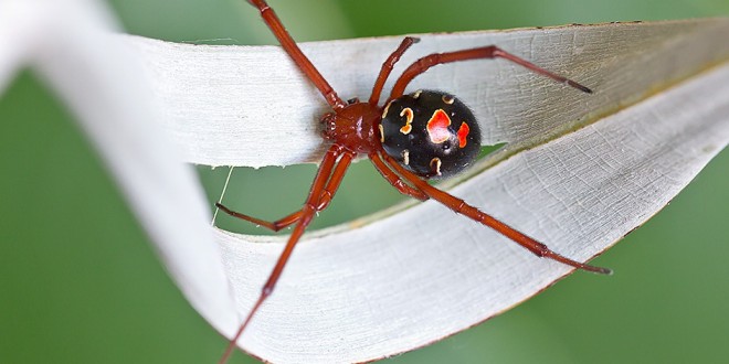 Top 10 Most Poisonous Spiders in The Whole World