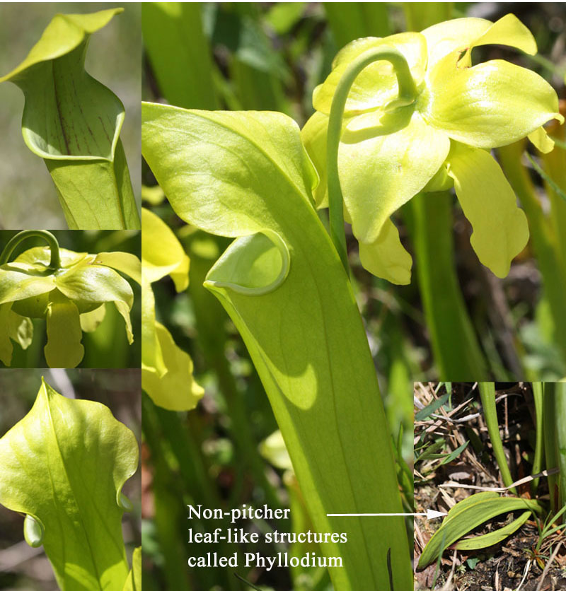 Green pitcher plant