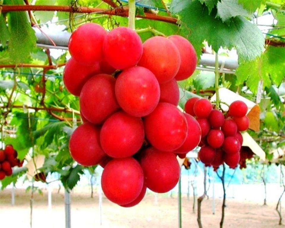 Ruby Roman Grapes1