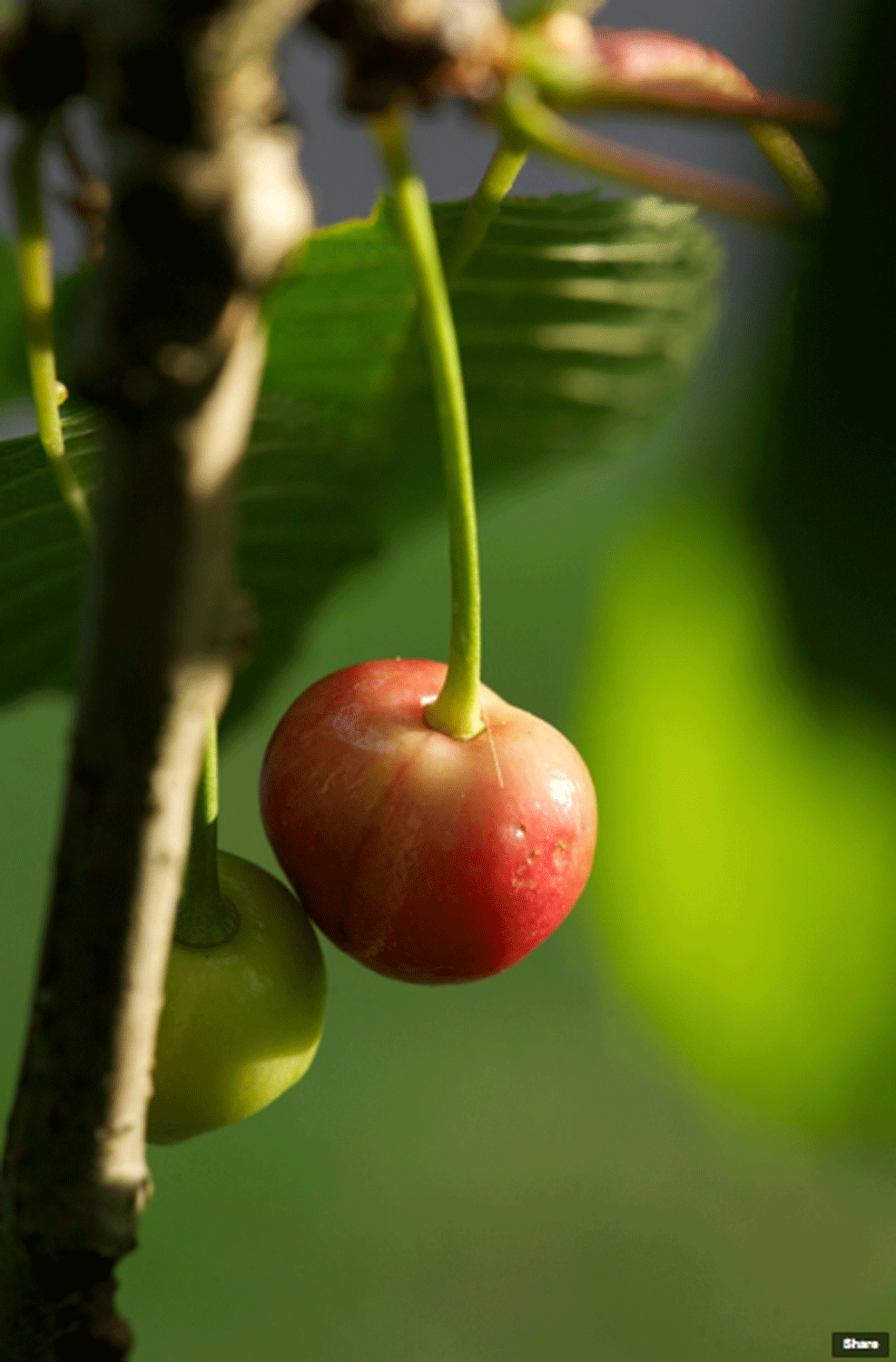 The Cherry Tree Anecdote