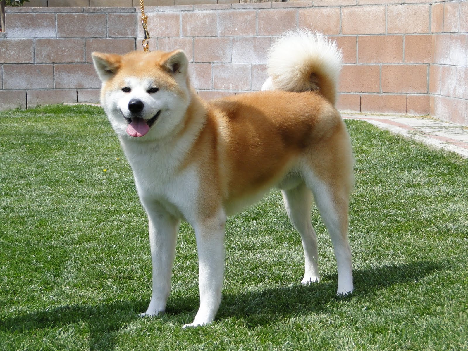 akita-dog-standing