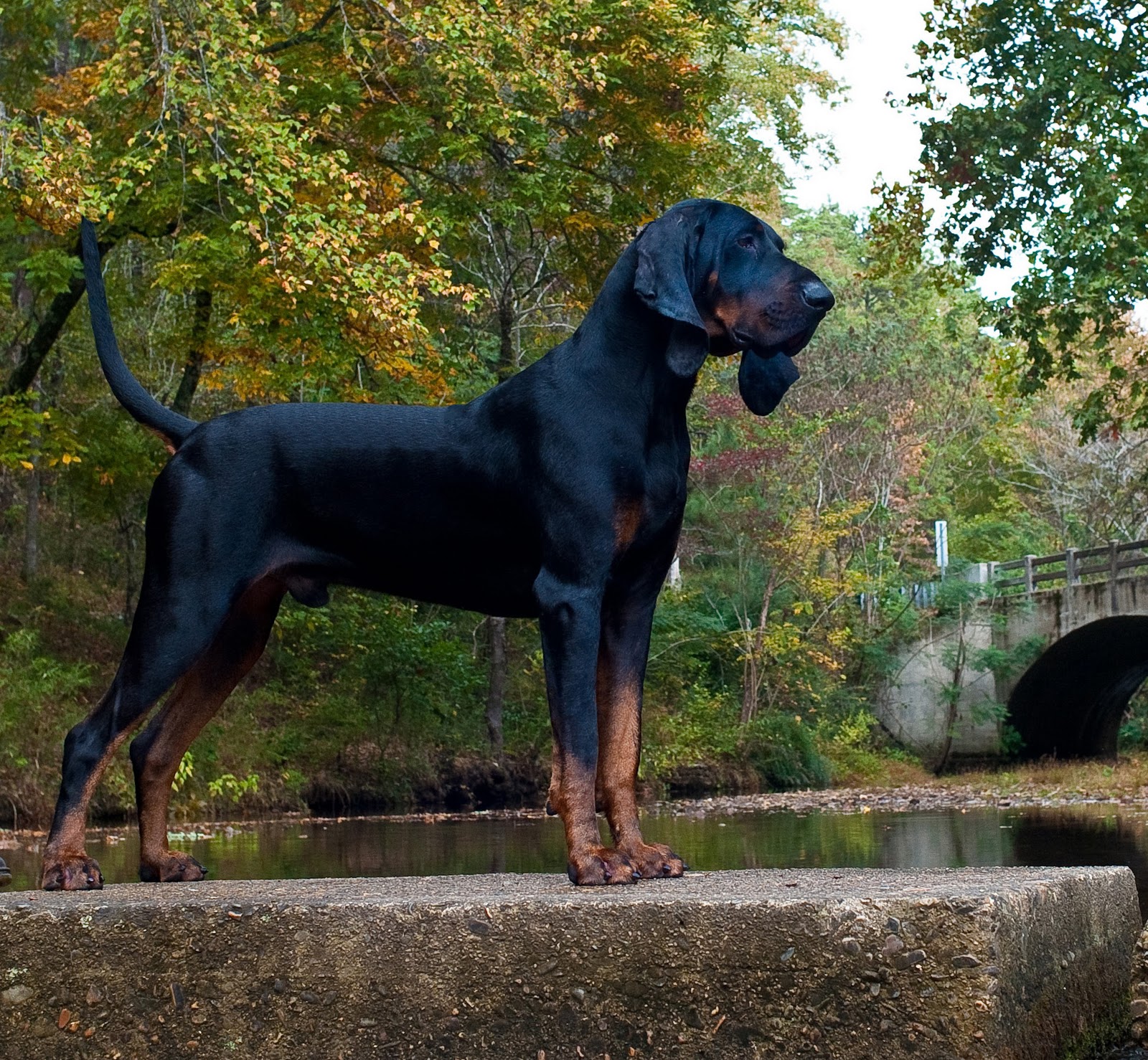 black-and-tan-coonhound-1