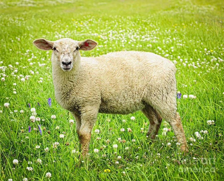 sheep-in-summer-meadow-elena-elisseeva