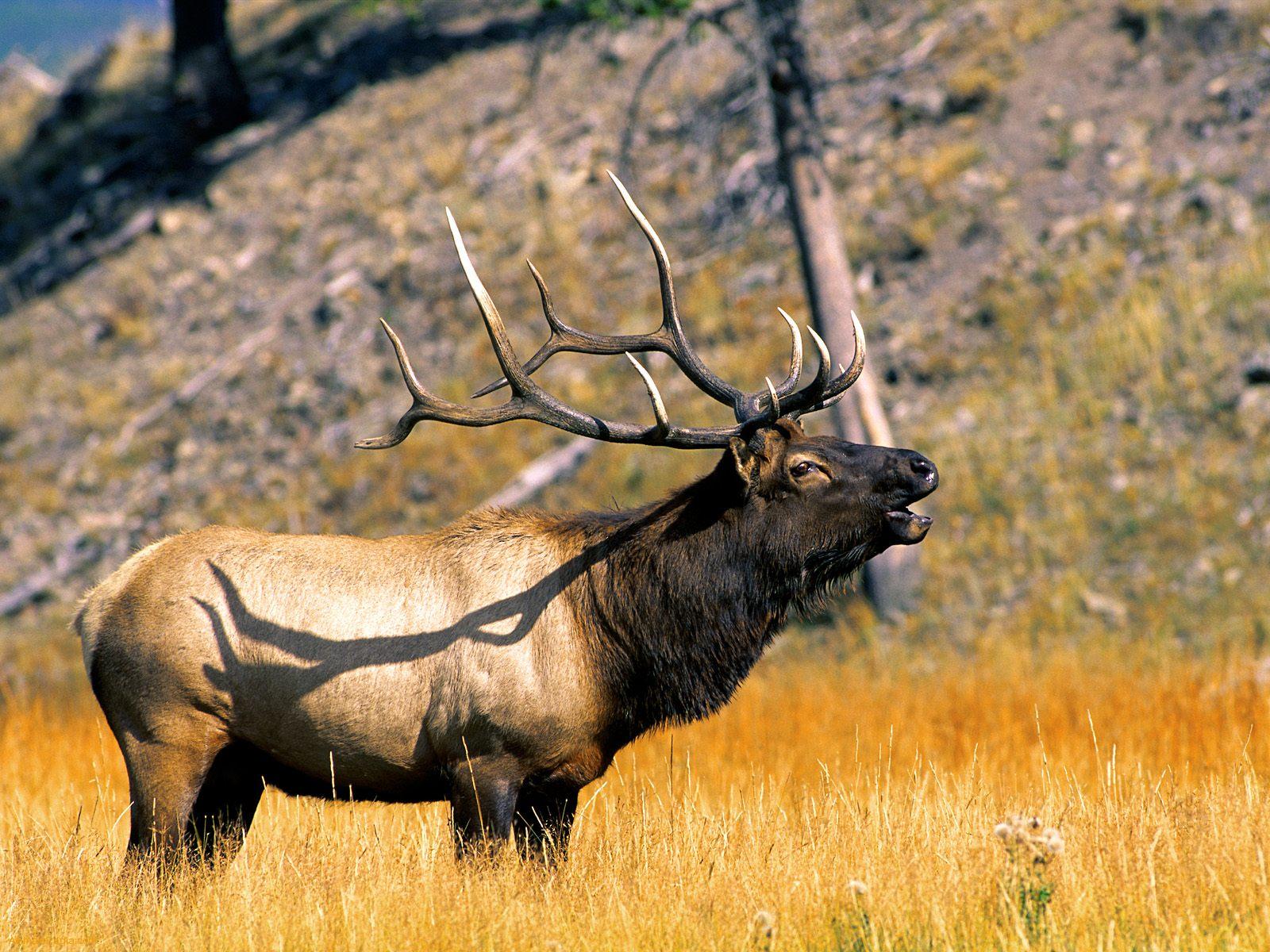 Elk-animal-wallpaper