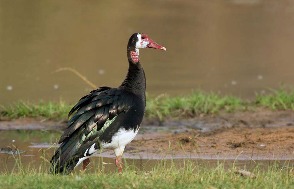 Spur-winged_goose