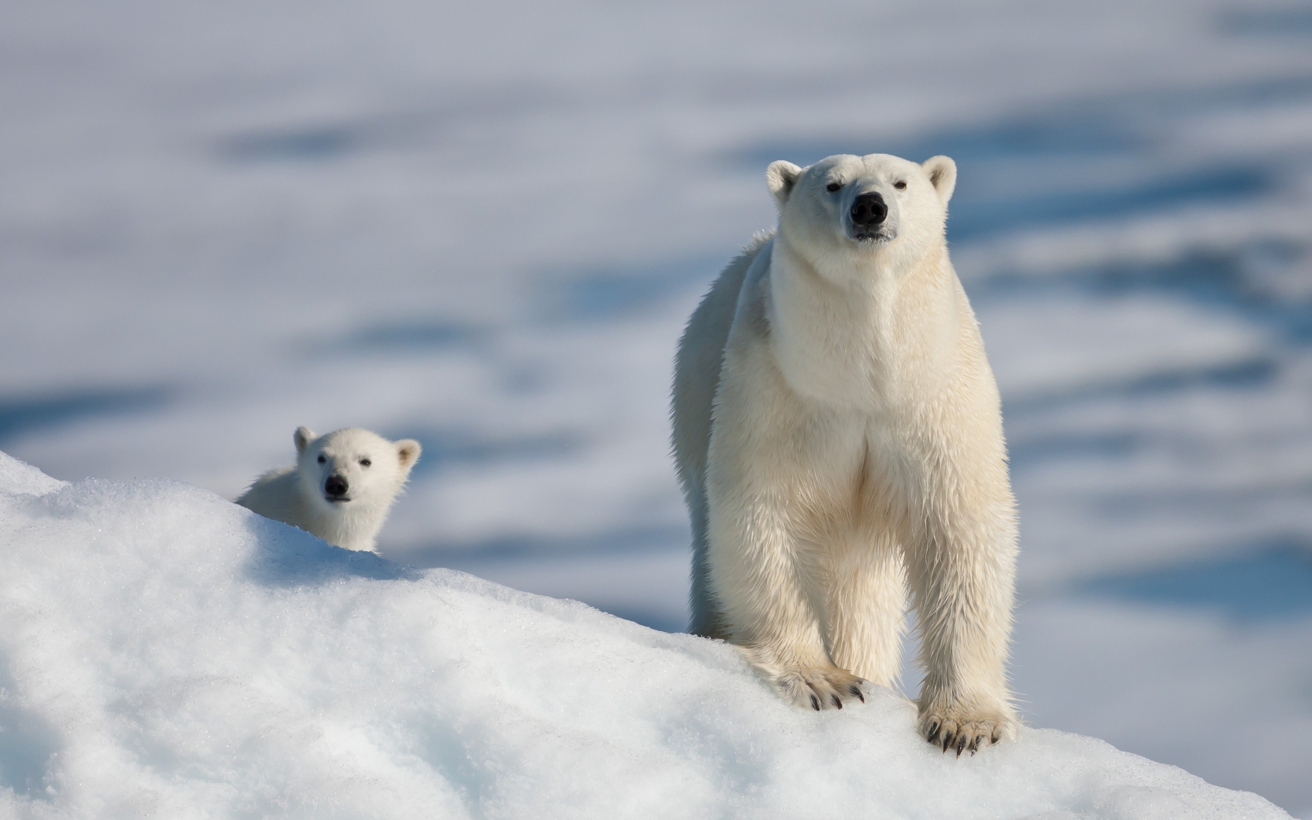 bear-and-cub-at-the-north-pole