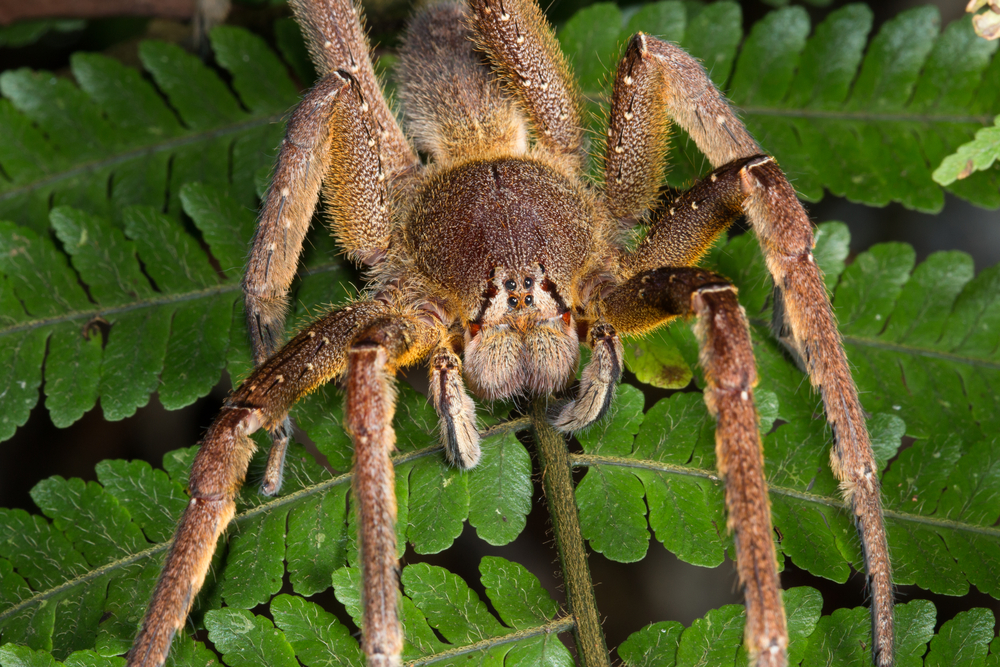 brazilian-wandering-spider