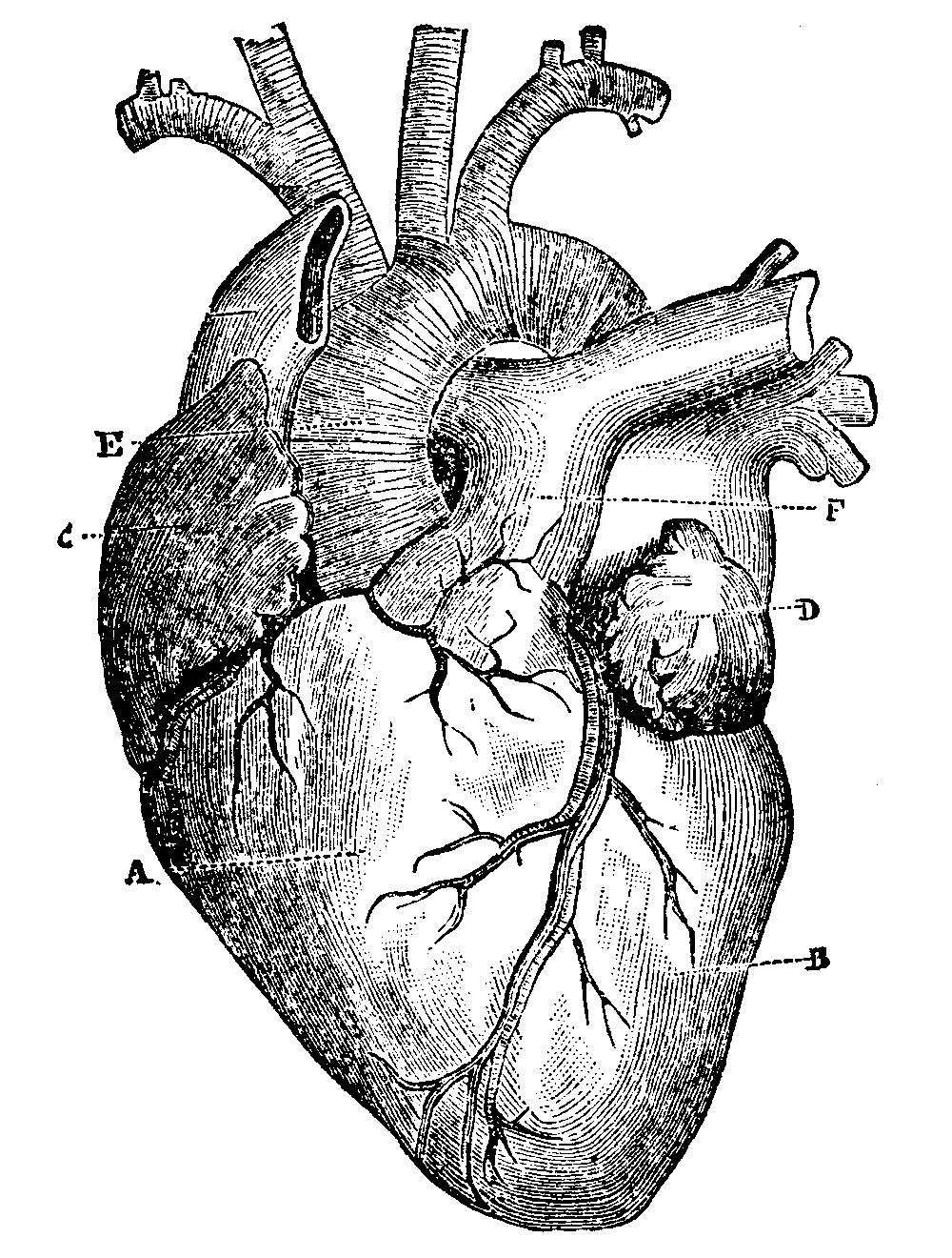 heart 4