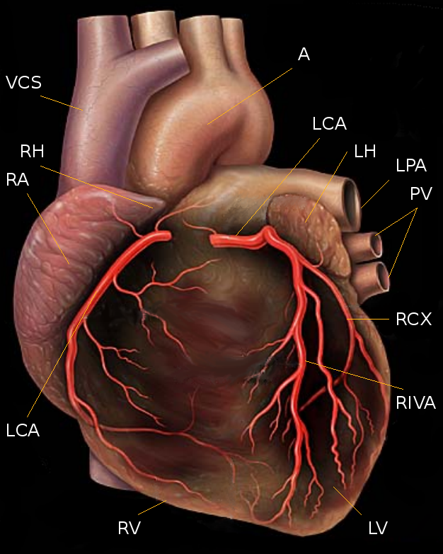 heart 9