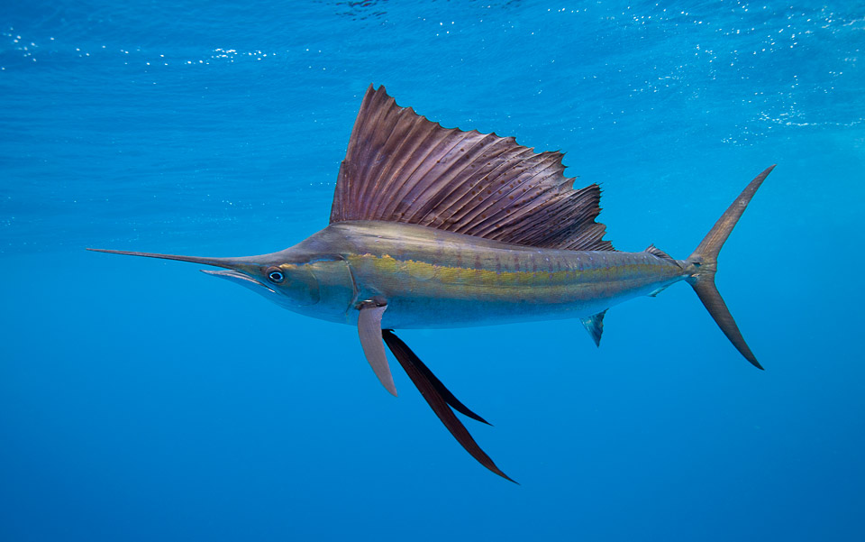 sailfish-mexico