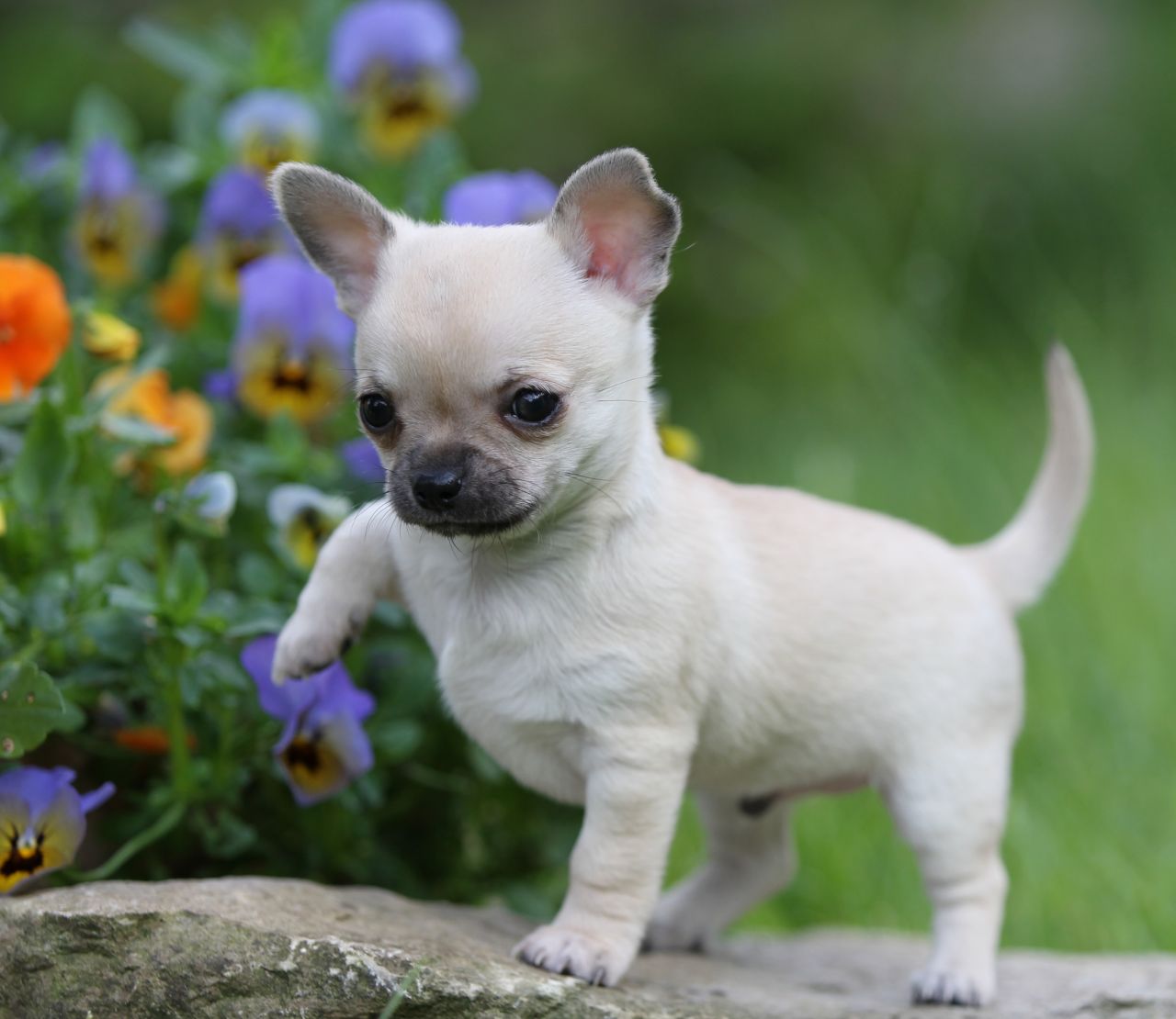 two-gorgeous-faun-chihuahua-puppies-for-sale-51c9ac7c1f616