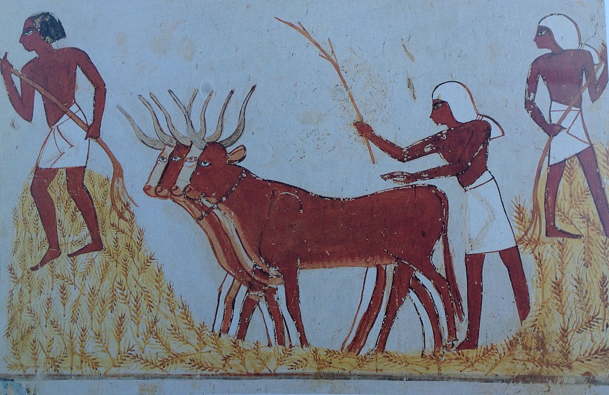 egypt-cattle-1