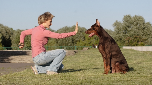 top dog trainers near me