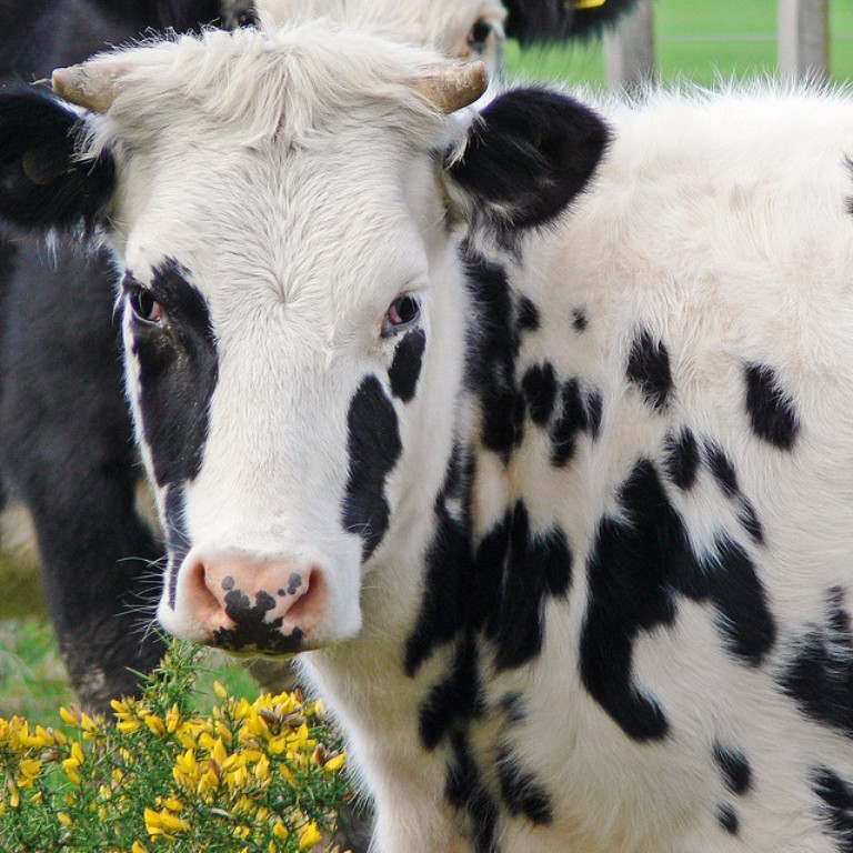 communicating with cows