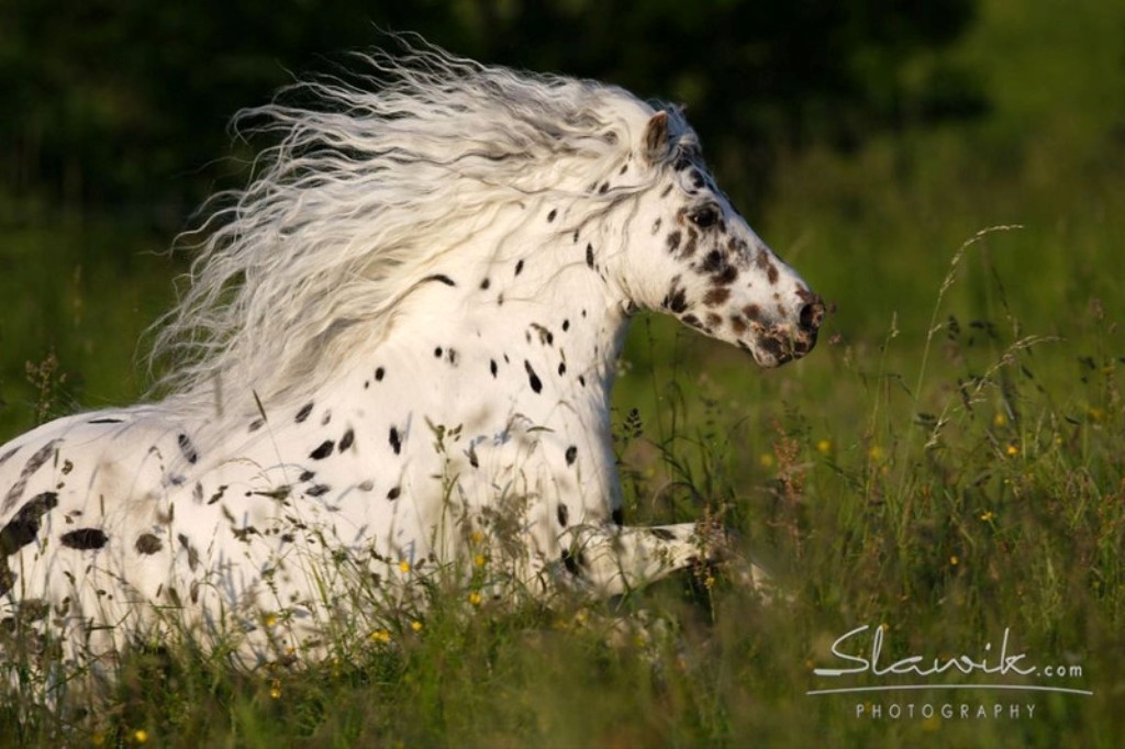 Christiane Slawik (4)