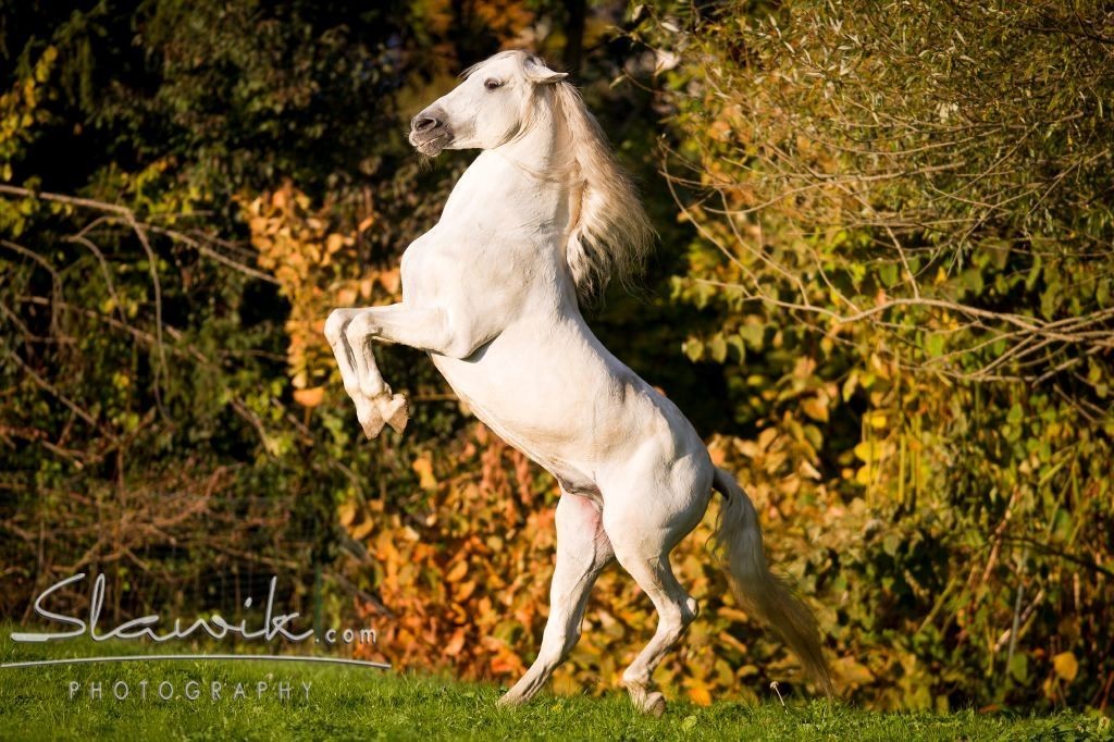 Christiane Slawik (5)