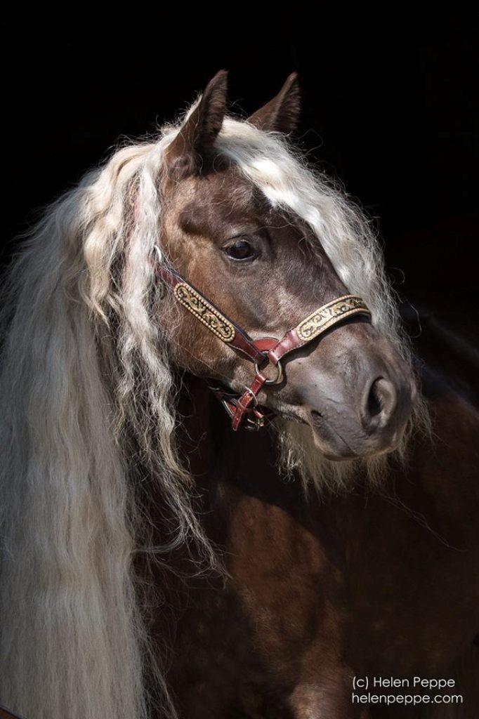 Helen Peppe as one of best equine photographers in the world