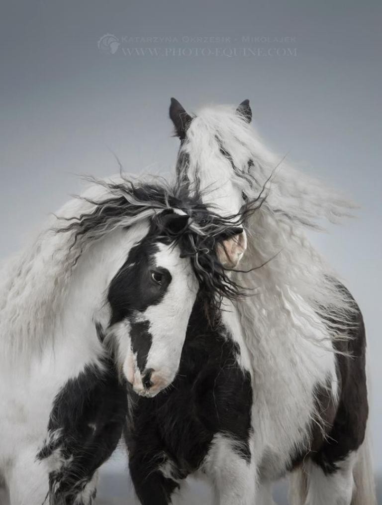 Katarzyna Okrzesik (1)